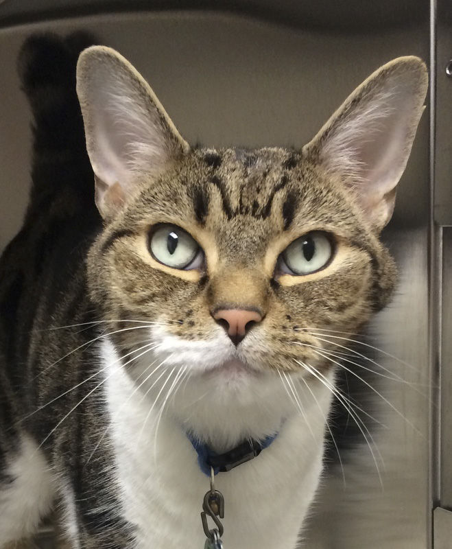 Pet of the Week